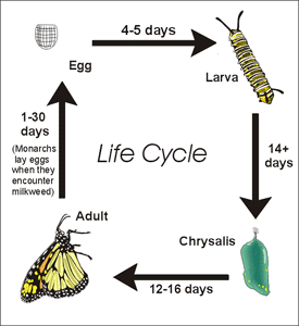 Monarch life cycle - parks canada