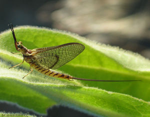 mayfly